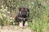 CHIEN FINNOIS DE LAPONIE 424